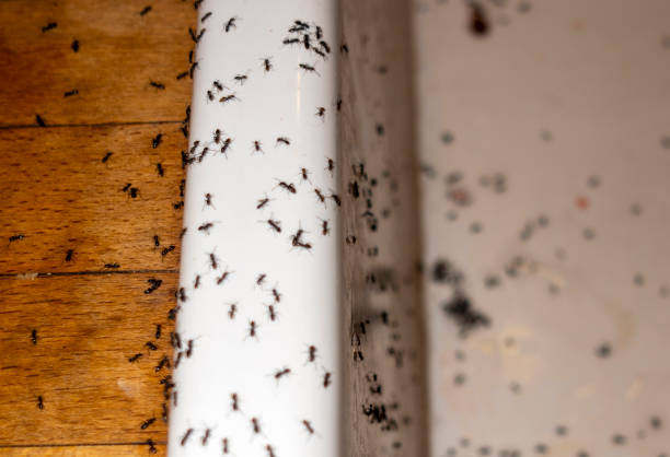 Best Pest Inspection Near Me  in Fairview, OR