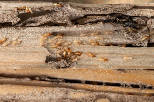 Wildlife Control Services in Fairview, OR