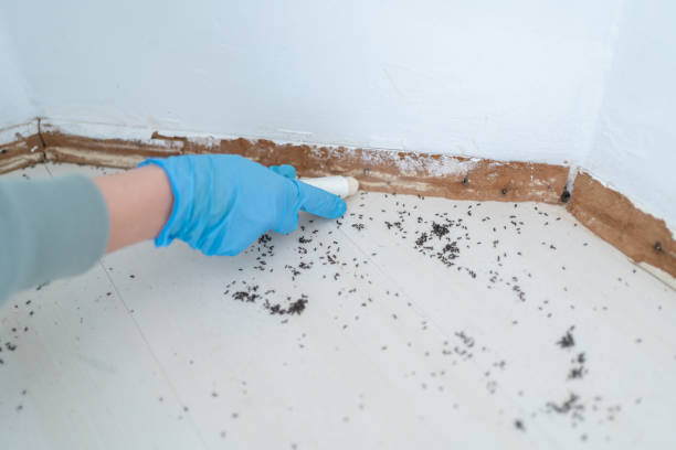 Best Rat Extermination Near Me  in Fairview, OR